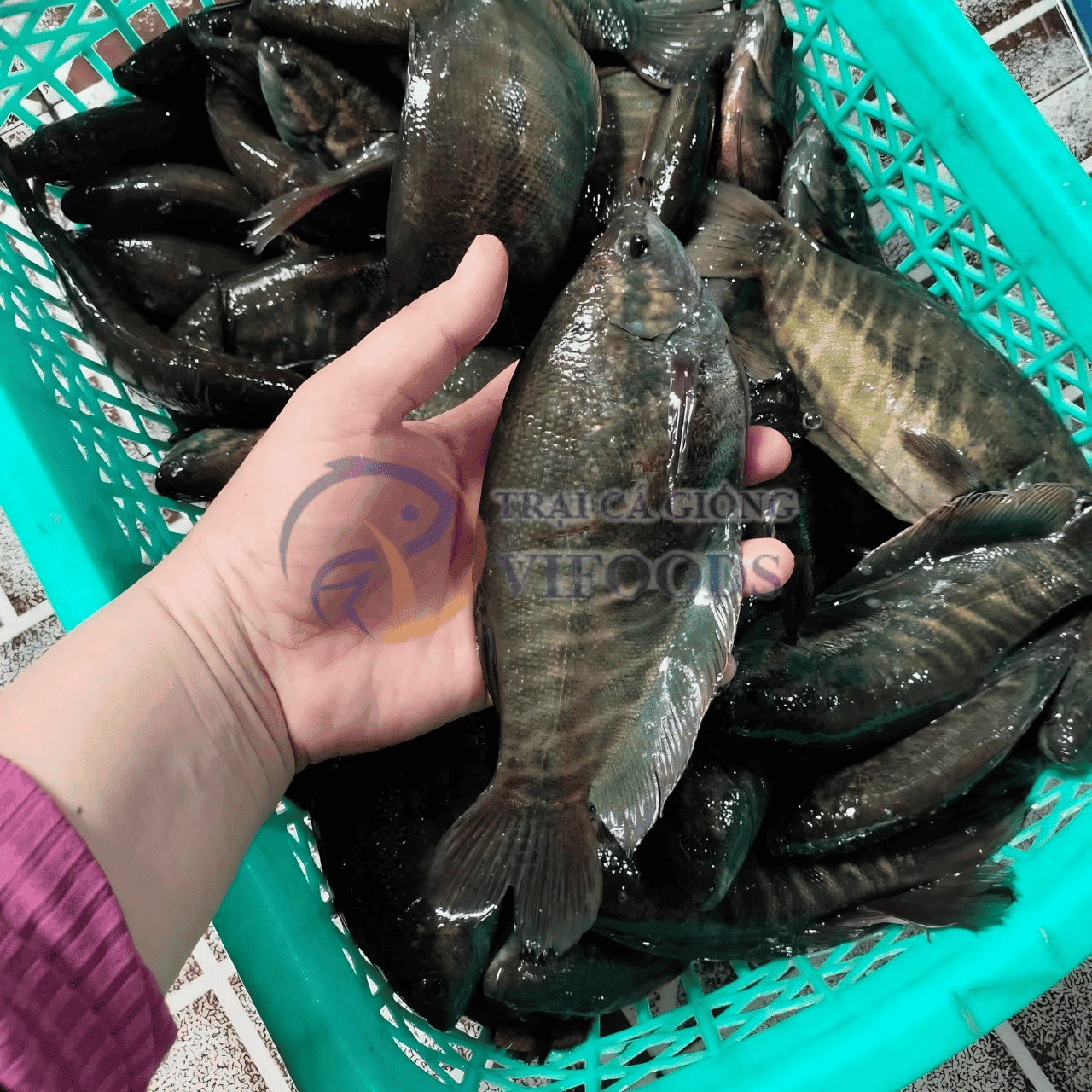Cá sặc rằn tươi được sử dụng làm nguyên liệu chế biến khô cá sặc